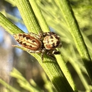 Opisthoncus serratofasciatus at Ainslie, ACT - 27 Sep 2023 04:34 PM