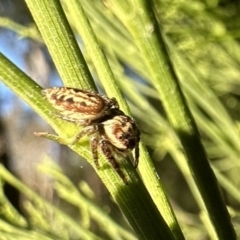 Opisthoncus serratofasciatus at Ainslie, ACT - 27 Sep 2023