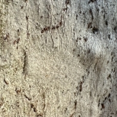 Arasia mollicoma at Ainslie, ACT - 27 Sep 2023 04:56 PM