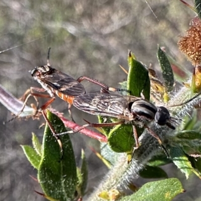 Ectinorhynchus sp. (genus) (A Stiletto Fly) at Ainslie, ACT - 27 Sep 2023 by Pirom