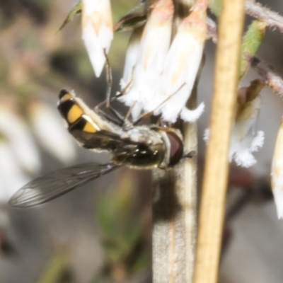 Syrphini sp. (tribe) (Unidentified syrphine hover fly) at Merriangaah, NSW - 27 Sep 2023 by AlisonMilton