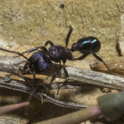Rhytidoponera metallica (Greenhead ant) at Merriangaah, NSW - 27 Sep 2023 by AlisonMilton
