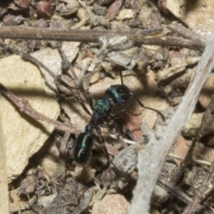 Rhytidoponera metallica at Merriangaah, NSW - 27 Sep 2023