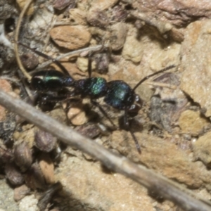 Rhytidoponera metallica at Merriangaah, NSW - 27 Sep 2023