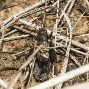 Bobilla sp. (genus) at Merriangaah, NSW - 27 Sep 2023