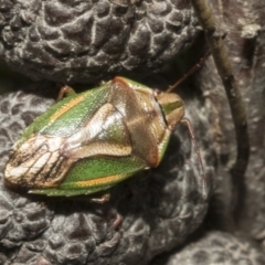 Diaphyta rosea (A stink bug) at Bombala, NSW - 27 Sep 2023 by AlisonMilton