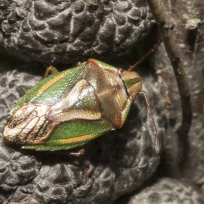 Diaphyta rosea (A stink bug) at Endeavour Reserve (Bombala) - 27 Sep 2023 by AlisonMilton