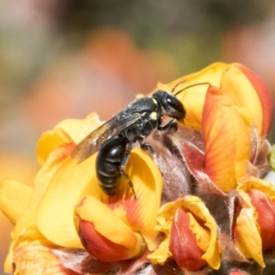 Hylaeus (Xenohylaeus) leptospermi (A masked bee) at Bombala, NSW - 27 Sep 2023 by AlisonMilton