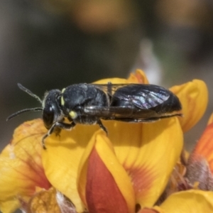 Hylaeus (Xenohylaeus) leptospermi at Bombala, NSW - 27 Sep 2023