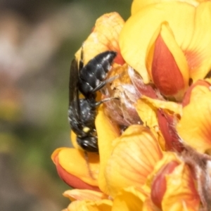 Hylaeus (Xenohylaeus) leptospermi at Bombala, NSW - 27 Sep 2023