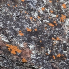 Caloplaca sp. (Firedot Lichen) at Meringo Nature Reserve - 27 Sep 2023 by AlisonMilton