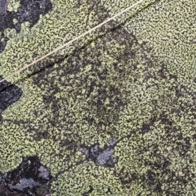 Rhizocarpon geographicum (Yellow Map Lichen) at Meringo Nature Reserve - 27 Sep 2023 by AlisonMilton