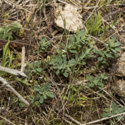 Hypericum perforatum (St John's Wort) at Merriangaah, NSW - 27 Sep 2023 by AlisonMilton