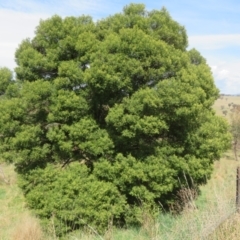 Acacia mearnsii (Black Wattle) at Molonglo River Reserve - 27 Sep 2023 by Christine