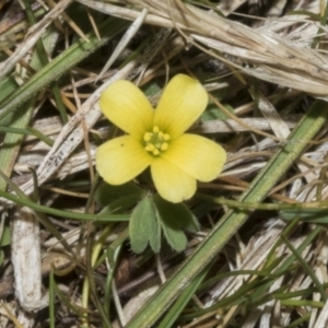 Oxalis sp. at Merriangaah, NSW - 27 Sep 2023 11:44 AM