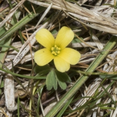 Oxalis sp. (Wood Sorrel) at Merriangaah, NSW - 27 Sep 2023 by AlisonMilton