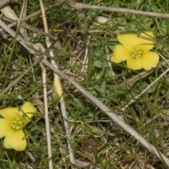 Oxalis sp. at Merriangaah, NSW - 27 Sep 2023