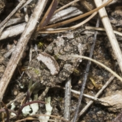 Tetrigidae (family) (Pygmy grasshopper) at Meringo Nature Reserve - 27 Sep 2023 by AlisonMilton