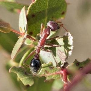 Myrmecia simillima at Bobundara, NSW - 27 Sep 2023