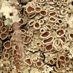 Flavoparmelia sp. (Flavoparmelia Lichen) at Caladenia Forest, O'Connor - 27 Sep 2023 by ConBoekel