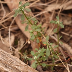 Poranthera microphylla at Acton, ACT - 28 Sep 2023