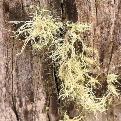 Usnea sp. (genus) (Bearded lichen) at Caladenia Forest, O'Connor - 27 Sep 2023 by ConBoekel