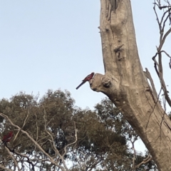 Platycercus elegans (Crimson Rosella) at Mount Ainslie - 29 Sep 2023 by Hejor1