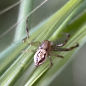 Australomisidia sp. (genus) at Ainslie, ACT - 29 Sep 2023 05:44 PM