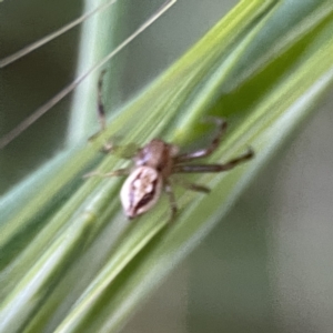 Australomisidia sp. (genus) at Ainslie, ACT - 29 Sep 2023 05:44 PM