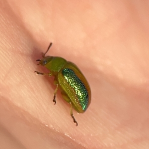 Calomela parilis at Ainslie, ACT - 29 Sep 2023