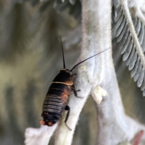 Ellipsidion australe at Ainslie, ACT - 29 Sep 2023