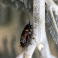 Ellipsidion australe at Ainslie, ACT - 29 Sep 2023