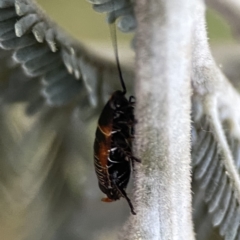 Ellipsidion australe at Ainslie, ACT - 29 Sep 2023