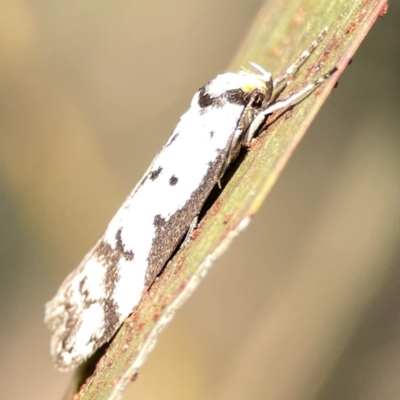 Philobota lysizona (A concealer moth) at Ainslie, ACT - 29 Sep 2023 by Hejor1