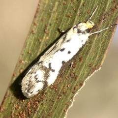 Philobota lysizona at Ainslie, ACT - 29 Sep 2023 05:02 PM