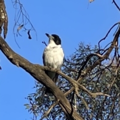 Cracticus torquatus (Grey Butcherbird) at Mount Ainslie - 29 Sep 2023 by Hejor1