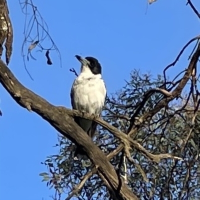 Cracticus torquatus (Grey Butcherbird) at Mount Ainslie - 29 Sep 2023 by Hejor1