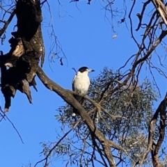 Cracticus torquatus at Ainslie, ACT - 29 Sep 2023 05:00 PM