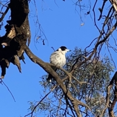 Cracticus torquatus at Ainslie, ACT - 29 Sep 2023 05:00 PM