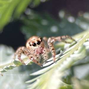 Opisthoncus serratofasciatus at Ainslie, ACT - 29 Sep 2023 04:48 PM