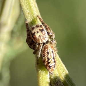 Opisthoncus serratofasciatus at Ainslie, ACT - 29 Sep 2023 04:48 PM