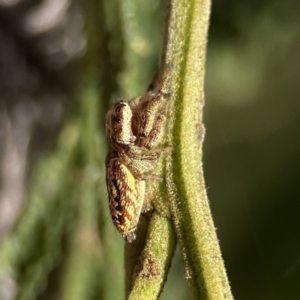 Opisthoncus serratofasciatus at Ainslie, ACT - 29 Sep 2023 04:48 PM