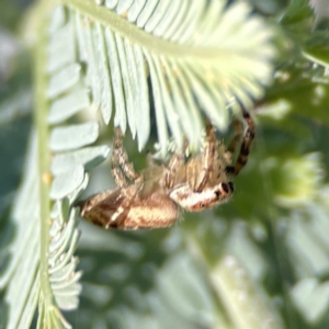 Opisthoncus serratofasciatus at Ainslie, ACT - 29 Sep 2023