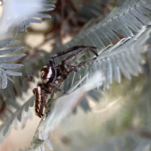 Sandalodes sp. (genus) at Ainslie, ACT - 29 Sep 2023