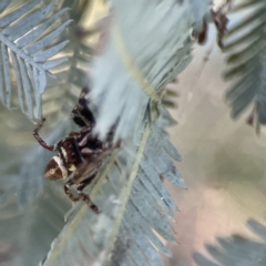 Sandalodes sp. (genus) at Ainslie, ACT - 29 Sep 2023