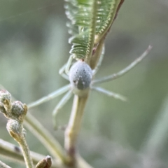 Lehtinelagia prasina at Ainslie, ACT - 29 Sep 2023 04:40 PM