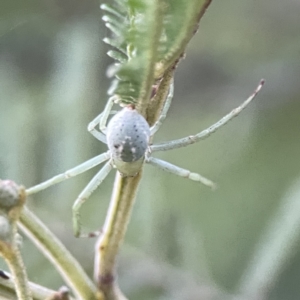 Lehtinelagia prasina at Ainslie, ACT - 29 Sep 2023 04:40 PM