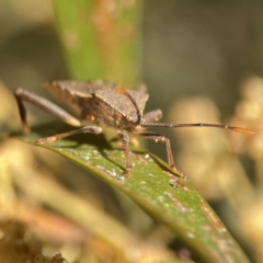 Amorbus sp. (genus) (Eucalyptus Tip bug) at Ainslie, ACT - 29 Sep 2023 by Hejor1