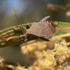 Amorbus sp. (genus) at Ainslie, ACT - 29 Sep 2023