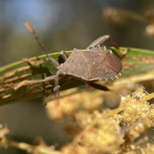 Amorbus sp. (genus) at Ainslie, ACT - 29 Sep 2023